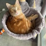 Picture of cat lost at Blanquefort