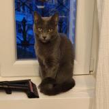 Picture of cat lost at Champs Sur Marne