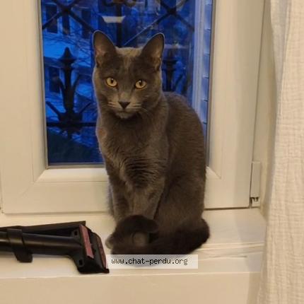 Photo 1/1 Ticha Chat lost in Champs sur marne