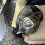 Picture of cat lost at Salon De Provence