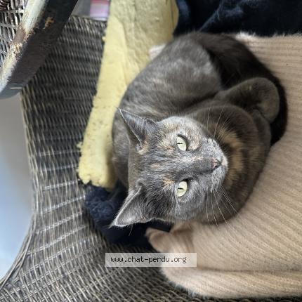 Photo 1/1 Youmi Chat lost in Salon de provence