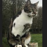 Picture of cat lost at Boulleville
