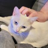 Picture of cat lost at Terce