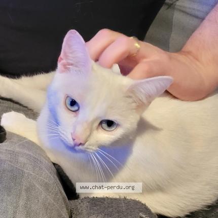 Photo 1/1 SATAN Chat lost in Terce