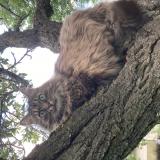 Picture of cat lost at Chamalieres