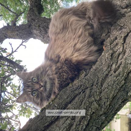 Photo 1/1 JOJO Chat lost in Chamalieres