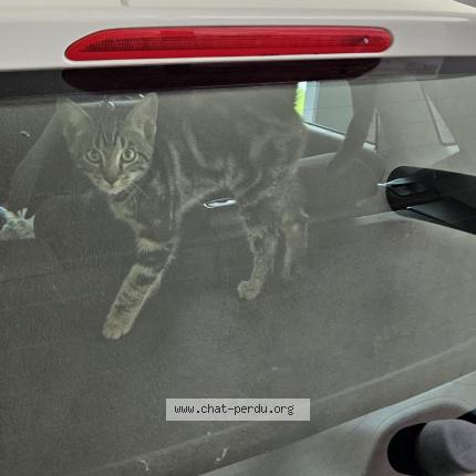 Foto 1/1 Wiedergefundene Katze Verloren in Yverdon Les Bains