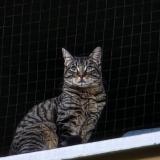 Picture of cat lost at Geneve