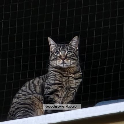 Photo 1/1 Zakyel Chat lost in Geneve