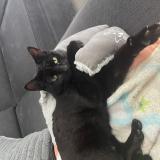 Picture of cat lost at Corps Nuds