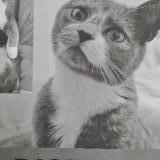 Picture of cat lost at Perenchies