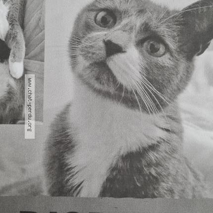 Photo 1/3 Plume Chat lost in Perenchies