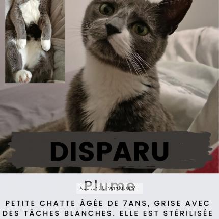 Photo 2/3 Plume Chat lost in Perenchies