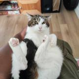 Picture of cat lost at Rennes