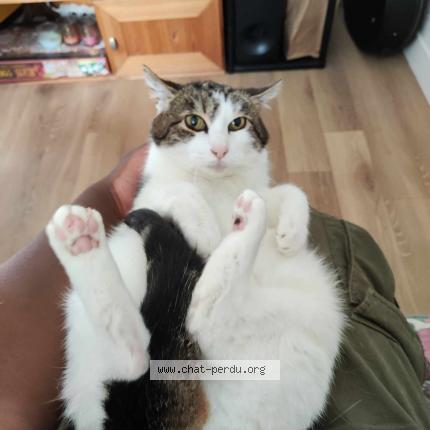 Photo 1/1 Vanille Chat lost in Rennes