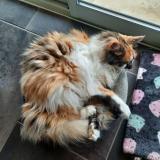 Picture of cat lost at Barbieres