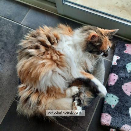 Photo 1/1 Cloé Chat lost in Barbieres