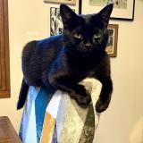 Picture of cat lost at Aulnay Sous Bois