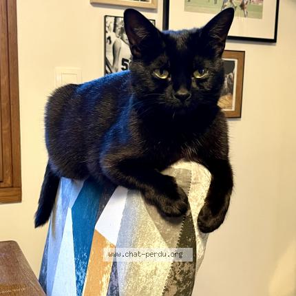 Photo 1/1 Olive Chat lost in Aulnay sous bois