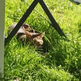 Picture of cat lost at Gruchet Le Valasse