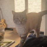 Picture of cat lost at Romaneche Thorins