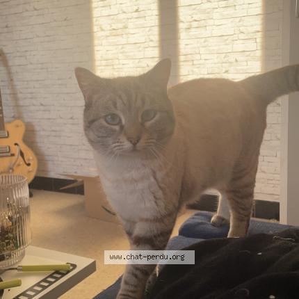 Photo 1/1 Mam&egrave;ne Chat lost in Romaneche thorins