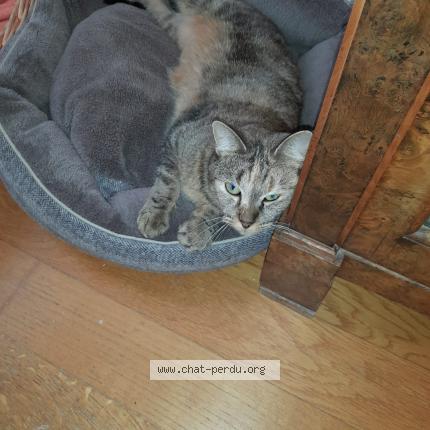 Foto 1/1 Wiedergefundene Katze Verloren in Grandcour