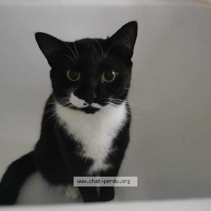 Foto van vermiste kat in Bousval