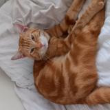 Picture of cat found at Dijon