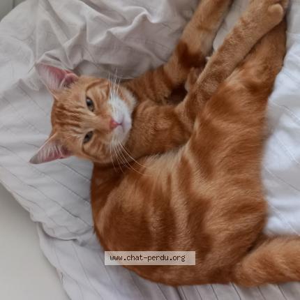 Photo 1/1 Found cat Found in Dijon