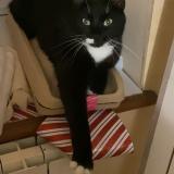 Picture of cat lost at Boult