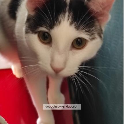 Photo 1/2 Bounty Chat lost in Longjumeau