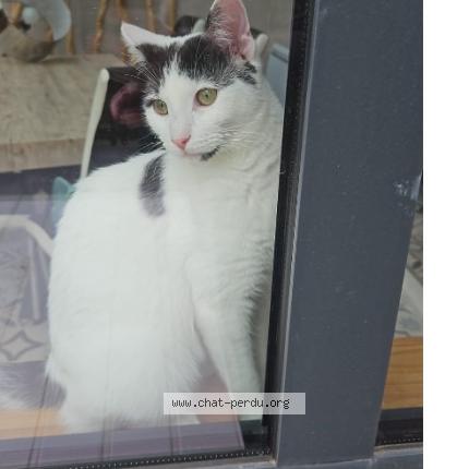 Photo 2/2 Bounty Chat lost in Longjumeau