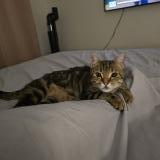 Picture of cat lost at Neuville Aux Bois