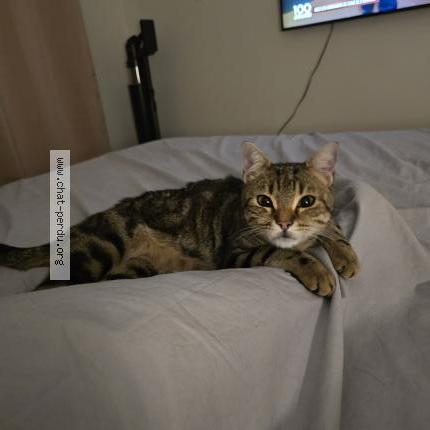 Photo 1/1 Cookie Chat lost in Neuville aux bois