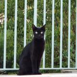 Picture of cat lost at Cercier