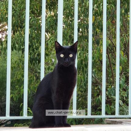 Photo 1/1 Samoussa Chat lost in Cercier
