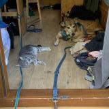 Picture of cat lost at Neuchatel