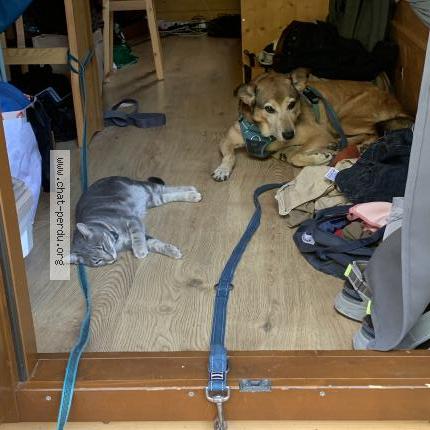 Photo 1/3 Indy Chat lost in Neuchatel