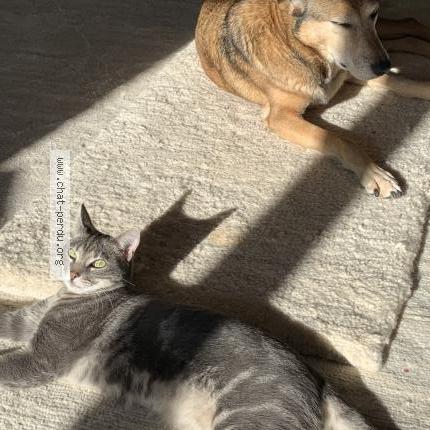 Photo 2/3 Indy Chat lost in Neuchatel