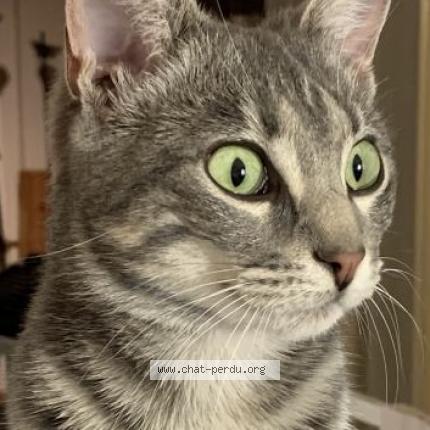 Photo 3/3 Indy Chat lost in Neuchatel