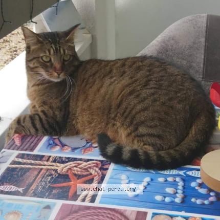 Picture of cat lost at Gif Sur Yvette