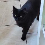 Picture of cat lost at Marche Lez Ecaussinnes