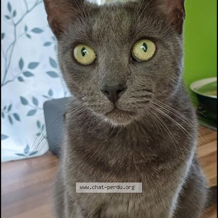 Foto van vermiste kat in Houdeng Goegnies