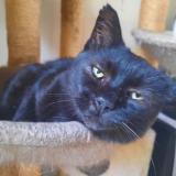 Picture of cat lost at Agnetz Ronquerolles