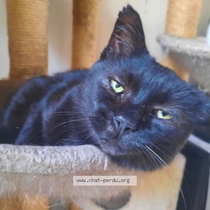 Photo 1/1 Poupi Chat lost in Agnetz ronquerolles