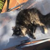 Picture of cat lost at Tavernes