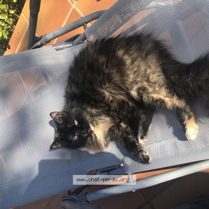 Photo 1/1 Noushka Chat lost in Tavernes