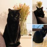 Picture of cat lost at Paris