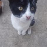 Picture of cat lost at Ancon Santa Rosa